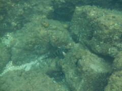 Goniistius rubrolabiatus