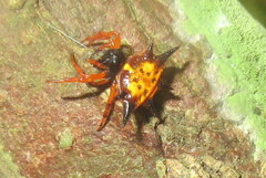 Macracantha