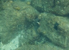 Goniistius rubrolabiatus