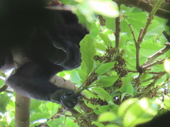 Lonchocarpus heptaphyllus