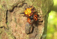 Macracantha