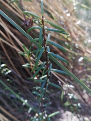 Hypocalymma robustum