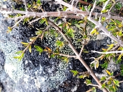 Coprosma cheesemanii