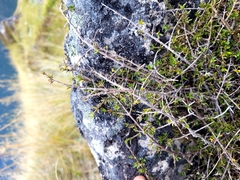 Coprosma cheesemanii