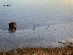 Charadrius vociferus