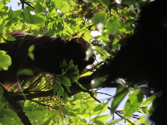 Lonchocarpus heptaphyllus