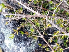 Coprosma cheesemanii