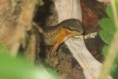 Sphenomorphus maculatus