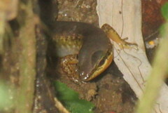 Sphenomorphus maculatus