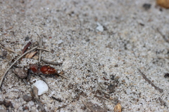 Ephutomorpha ferruginata