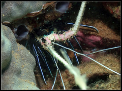 Panulirus versicolor