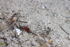 Ephutomorpha ferruginata