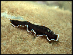 Callioplana marginata