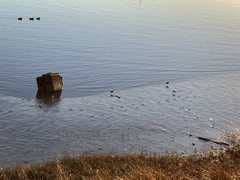 Charadrius vociferus