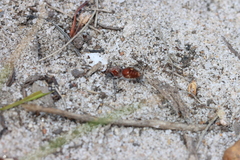 Ephutomorpha ferruginata