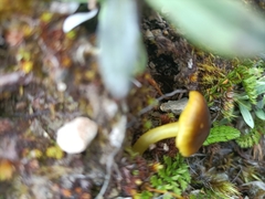 Hygrocybe