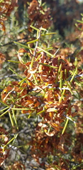 Acacia colletioides