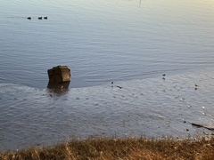 Charadrius vociferus
