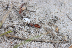 Ephutomorpha ferruginata