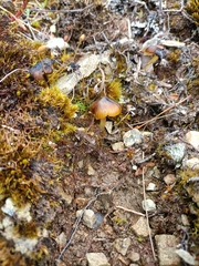 Hygrocybe