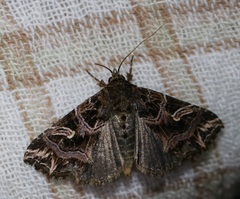 Callopistria exotica