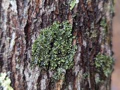Phaeophyscia pusilloides