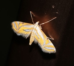 Eristena bifurcalis