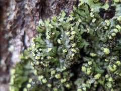 Phaeophyscia pusilloides