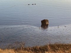 Charadrius vociferus