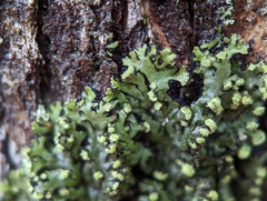 Phaeophyscia pusilloides
