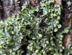 Phaeophyscia pusilloides