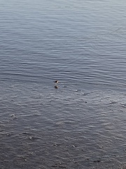 Charadrius vociferus