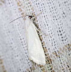 Scirpophaga
