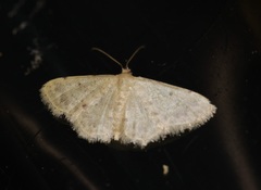Idaea ptyonopoda