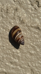 Bulimulus guadalupensis