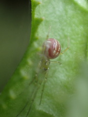 Zygiellinae