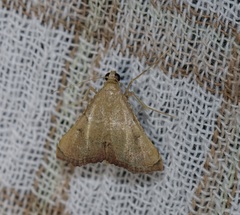 Endotricha repandalis