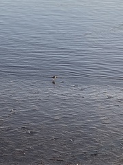 Charadrius vociferus