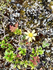 Brachyglottis lagopus