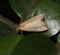 Luceria striata