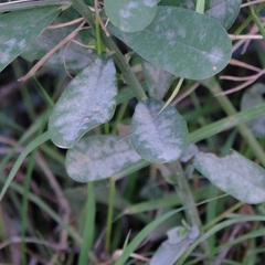 Erysiphaceae
