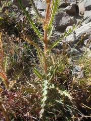 Cirsium eatonii