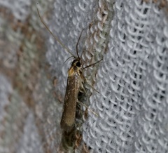 Tegenocharis tenebrans