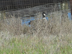 Branta hutchinsii leucopareia