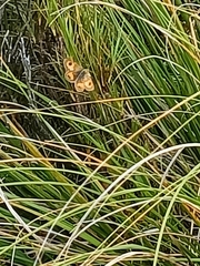 Argyrophenga antipodum