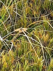 Argyrophenga antipodum