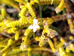 Veronica lycopodioides