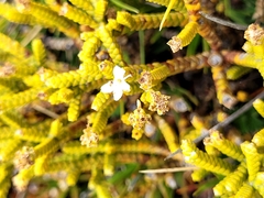 Veronica lycopodioides