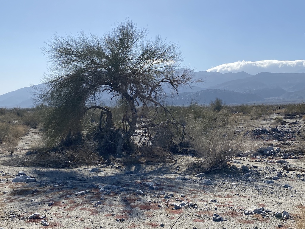 blue palo verde from La Quinta, CA, US on January 29, 2023 at 1027 AM
