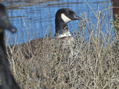 Branta hutchinsii leucopareia